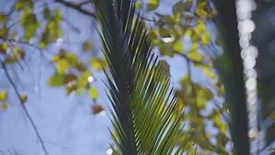 春天逆光拍摄棕榈叶枫叶叶子随风飘荡视频的预览图
